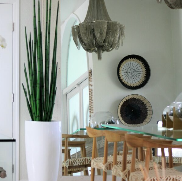 Snake Grass with Dax L Planter in Glossy White