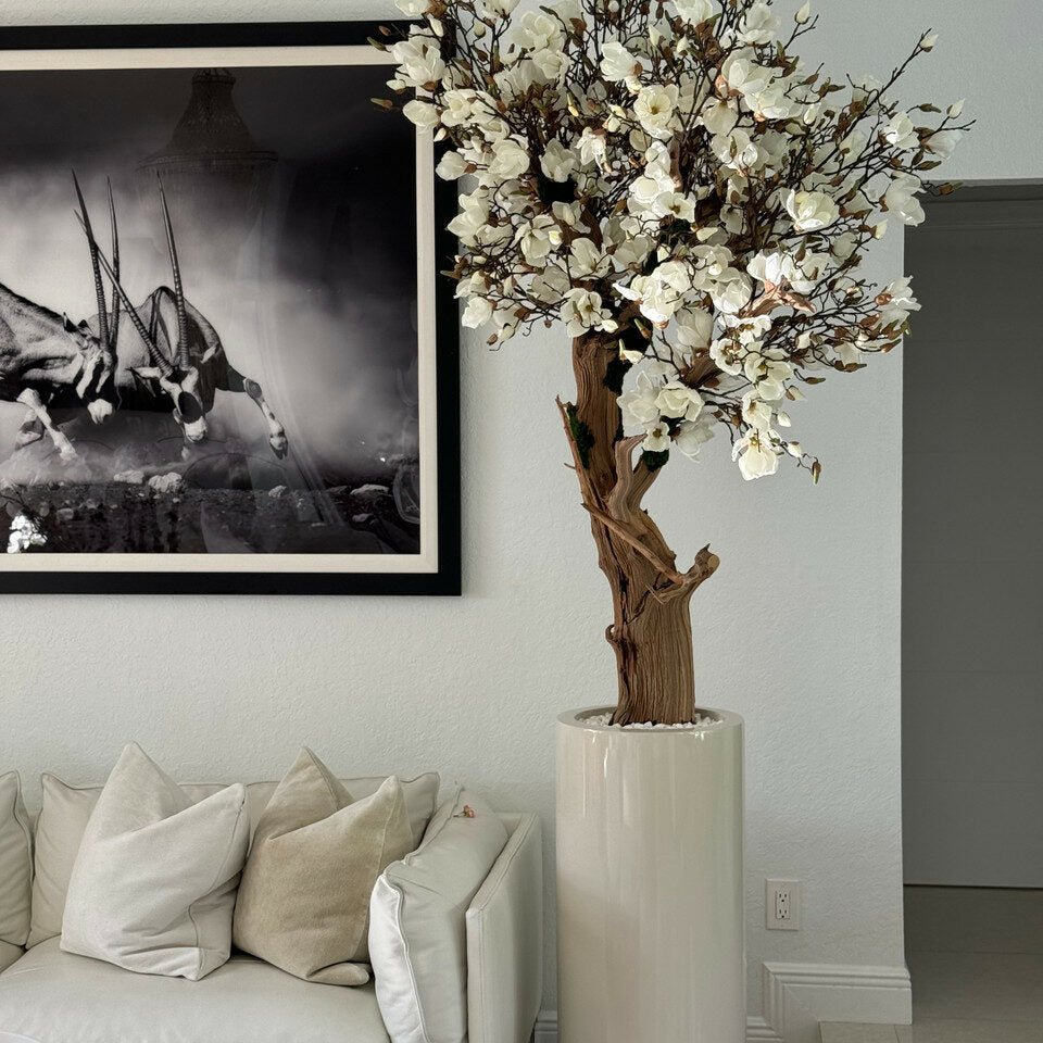 8ft White Magnolia Tree in Glossy Beige St. Tropez Planter