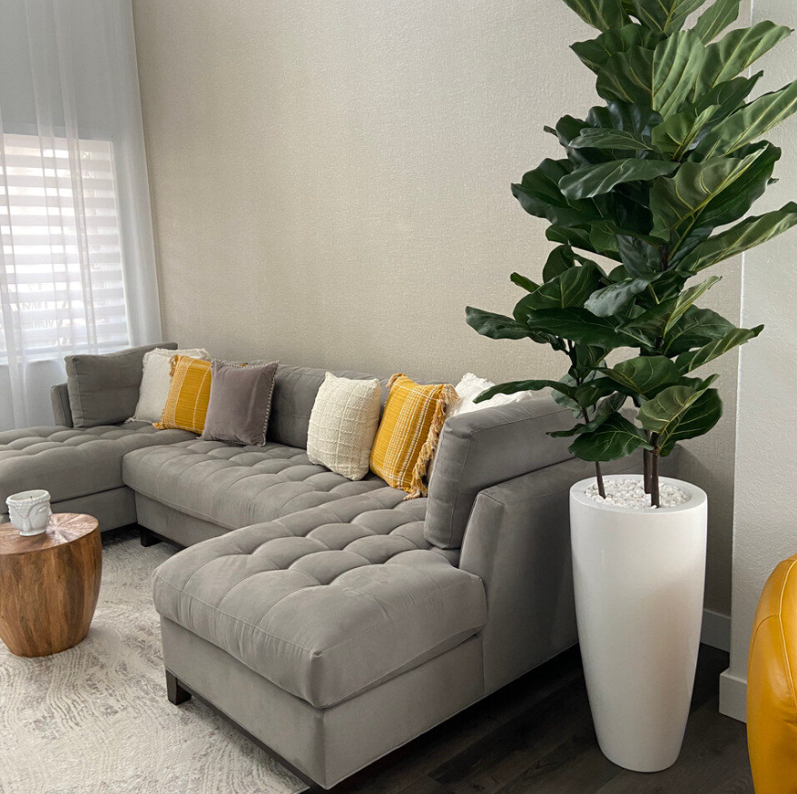 Fiddle Leaf Tree with Dax L Glossy White Fibreglass Planter