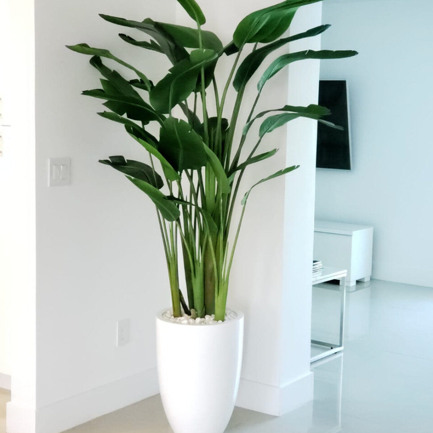 Bird of Paradise with Ben Planter in Glossy White