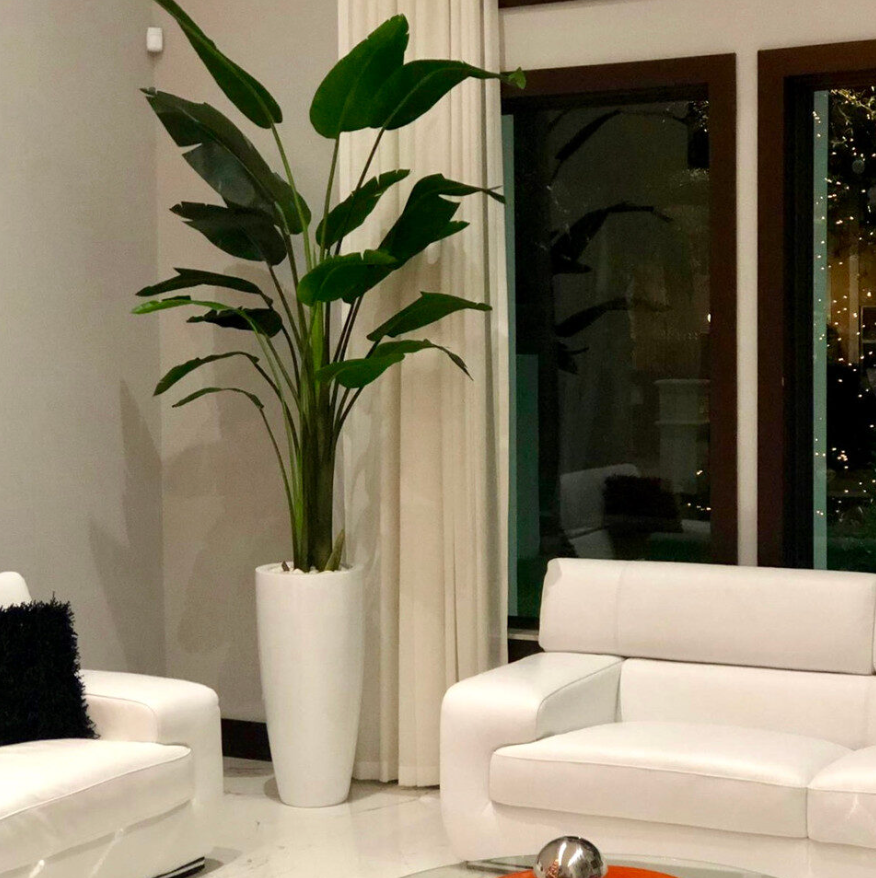 Bird of Paradise with Large Dax Planter in Glossy White