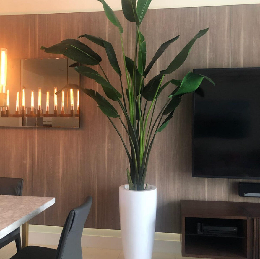 Bird of Paradise with Large Dax Planter in Glossy White