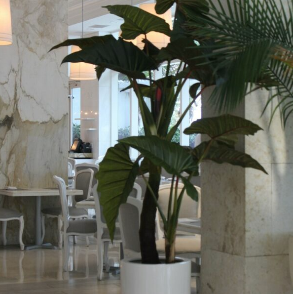 Red Prince Alocasia with Dice XL Planter