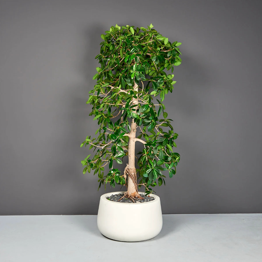 Short Hayden Round Planter