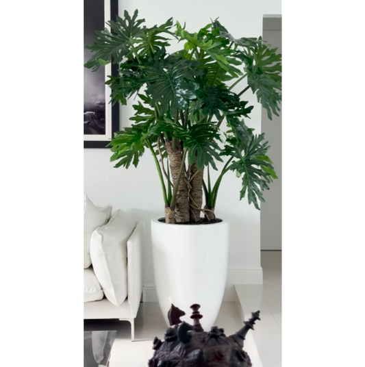 Philodendron Selloum plant in a glossy white pot.