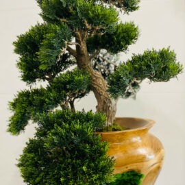 Small Bonsai Tree in Hand Carved Teak Vase
