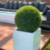 Large Block Fiberglass Planter with 20″ Topiary				
(1 in Stock)